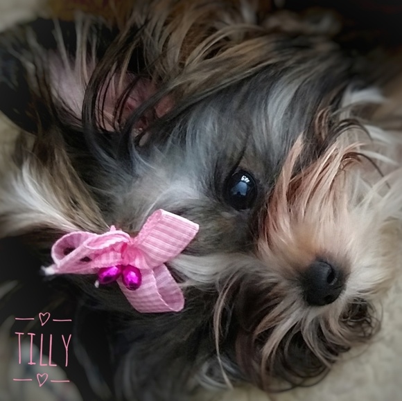 Meet your Posher, Darcy - Picture 2 of 5